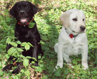 Рей и Визард