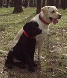 Кантарэ и Рей